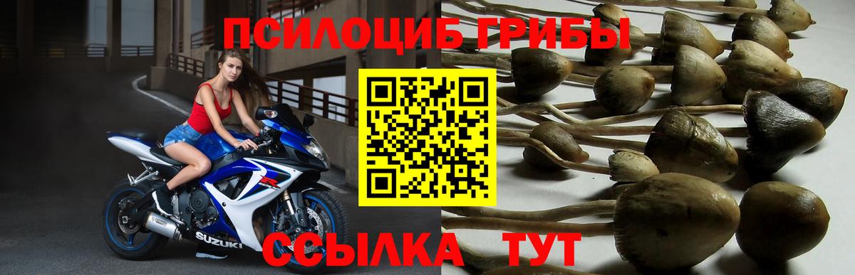 Псилоцибиновые грибы GOLDEN TEACHER Торжок